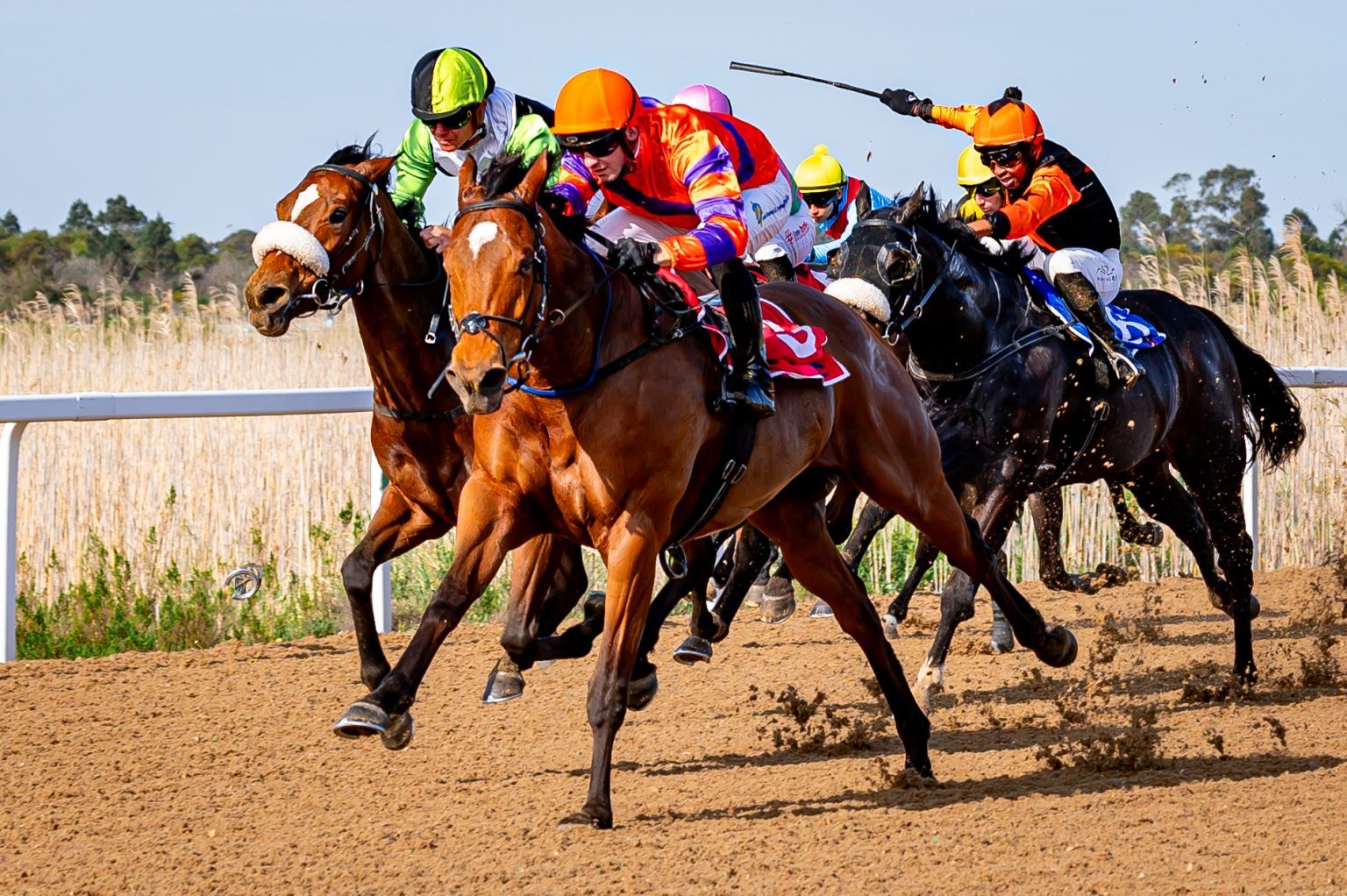 King Regent wins Poly Challenge, Leg 3, at Fairview. (P Herman).